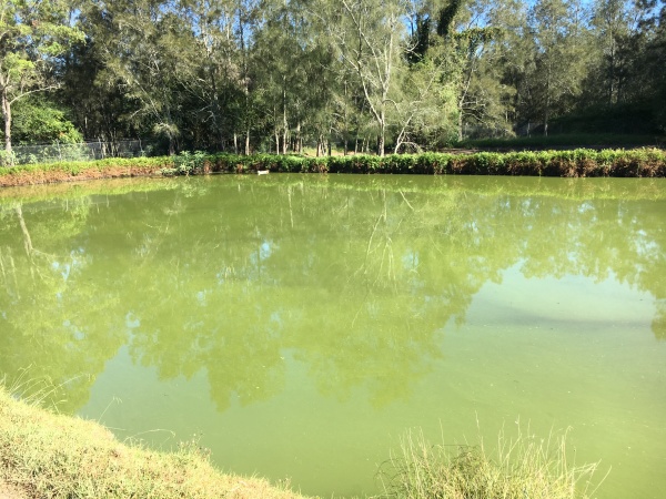Effluent Assessment